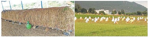 கண்ணீரில் மிதக்கும் பெரம்பலூர் மாவட்ட சின்ன வெங்காய விவசாயிகள்﻿: குறைந்தபட்ச ஆதார விலை நிர்ணயம் செய்ய அரசுக்கு கோரிக்கை