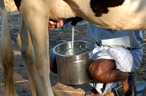 அதிக விளைச்சலால் மாடுகளுக்கு தீவனமானது: பாலில் வீசிய வெங்காய நெடியால் பதறிப் போன நுகர்வோர்