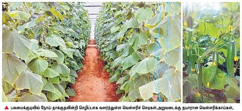 சென்னையிலிருந்து வாட்ஸ் அப் மூலம் விவசாயம்﻿: வெள்ளரி சாகுபடியில் கணினி பொறியாளர் ஆர்வம்﻿
