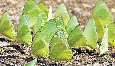 இரை, இனப்பெருக்கத்துக்காக வண்ணத்துப்பூச்சிகள் வலசை﻿: மேற்குத் தொடர்ச்சி மலையை நோக்கிப் பயணம்﻿