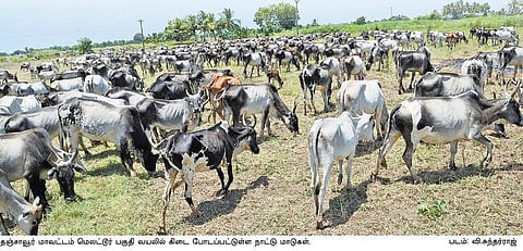 மாடு கிடை போட்டால் பத்தாண்டுக்குப் பலன்﻿