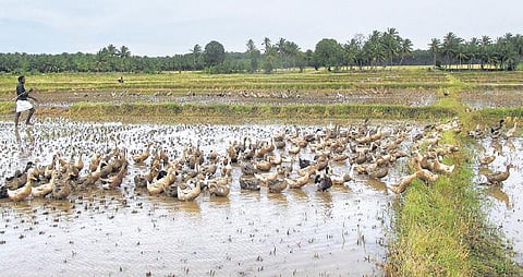 கேரள இயற்கை உணவு பட்டியலில் தமிழக வாத்து முட்டைகள்: முன்பணம் கொடுத்து வாங்கிச் செல்லும் வியாபாரிகள்