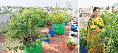 மாடித் தோட்டம்: தினம் ஒரு கீரை