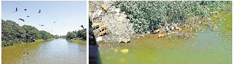 கும்பகோணம் அரசலாற்றில் கொட்டப்படும்﻿﻿ இறைச்சிக் கழிவுகளால் நோய் பரவும் அபாயம்﻿