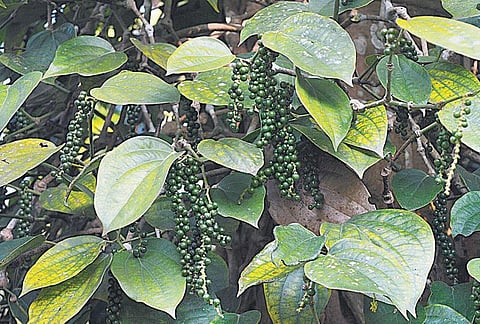 நஷ்டம் இல்லாத ஊடுபயிர் விவசாயம்﻿