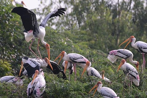 பறவைக் காய்ச்சலை கண்காணிக்க﻿ குழு அமைத்தது மத்திய அரசு﻿