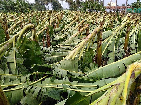 மேட்டுப்பாளையத்தில் சூறாவளிக்காற்று மழையால் 3 லட்சம் வாழைகள் சேதம்:  இழப்பீடு வழங்க விவசாயிகள் கோரிக்கை