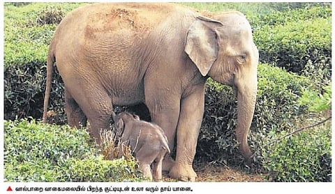 குட்டி ஈன்ற தாய் யானையை  காவல் காக்கும் தங்கை, மகன்﻿: வால்பாறை வாகைமலையில் ஆச்சரியமூட்டும் காட்சி﻿