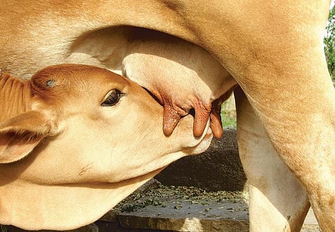 உயிர் வளர்த்தேனே 8: மாட்டுக்கே வழங்கும் மாற்றுப் பால்﻿
