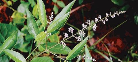 கொசு விரட்டும் செடிகள்﻿