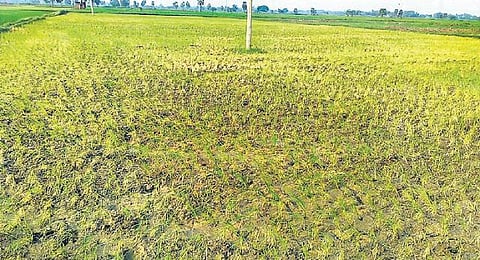 மேட்டூர் அணை திறப்பு இல்லை: கவலையில் டெல்டா விவசாயிகள்- வடகிழக்கு பருவமழையை எதிர்நோக்கும் சம்பா பயிர்கள்﻿