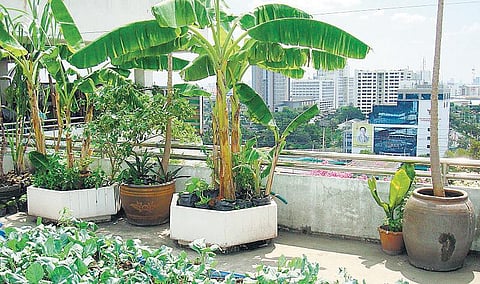 கான்கிரீட் காட்டு காய்கறி விவசாயிகளே! பார்வையிடுகிறோம்... பரிசு தருகிறோம்...﻿