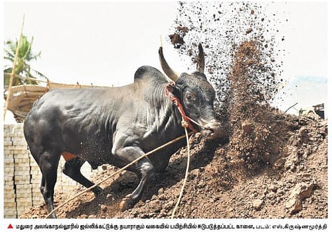 தடையை மீறி ஜல்லிக்கட்டுக்கு தயாராகும் காளைகள்﻿: பாரம்பரியத்தை காக்க துடிக்கும் மதுரை கிராமங்கள்﻿