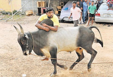 ஜல்லிக்கட்டு நடக்குமோ, நடக்காதோ? - காளைகளை அடக்க இளைஞர்களுக்கு தீவிர பயிற்சி﻿