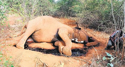 சிறுமுகையில் பெண் யானை பலி﻿