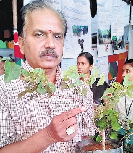 திராட்சையில் நோய் தாக்குதலை கட்டுப்படுத்த நவீன தொழில்நுட்பம்﻿: வேர் செடிகள் பயன்பாடு அதிகரிப்பு﻿