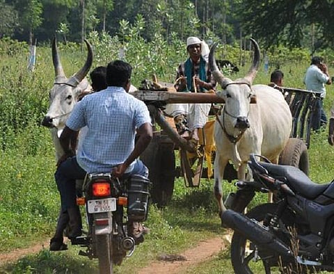 பசுவதைக்கும், ஜல்லிக்கட்டுக்கும் வித்தியாசம் தெரியாதவர்கள்.. எதிர்ப்பாளர்களை சாடும் ஜல்லிக்கட்டு ஆர்வலர் நர்மதா