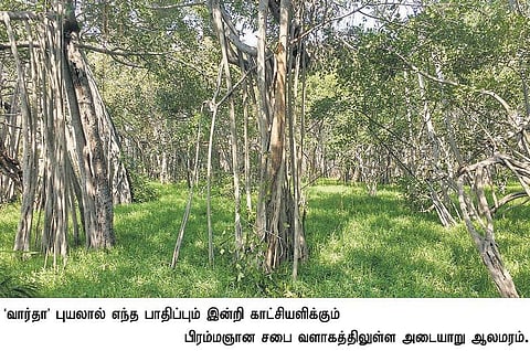 வார்தா புயலால் பாதிக்கப்படாத அடையார் ஆலமரம்