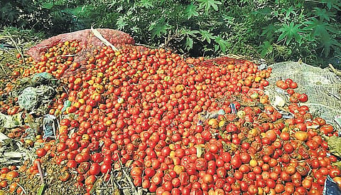 விலை வீழ்ச்சியால் வீதியில் கொட்டப்படும் தக்காளி﻿: தேனியில் கிலோ ரூ.2-க்கு விற்பனை﻿﻿