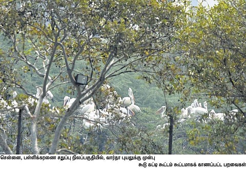 வார்தா’ புயல் தாக்கப்போவதை உணர்ந்து பள்ளிக்கரணை சதுப்புநிலத்தில் இருந்து பாதுகாப்பாக தப்பிய வெளிநாட்டு பறவைகள்: மீண்டும் எப்போது வரும் என்று காத்திருக்கும் ஆர்வலர்கள்