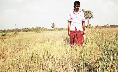 மழையும் இல்லை; நிலத்தடி நீர்மட்டமும் குறைந்தது﻿: கருகும் சம்பா பயிர்கள் - வறட்சி மாநிலமாக அறிவிக்க விவசாயிகள் கோரிக்கை﻿