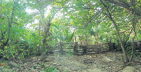 அந்தமான் விவசாயம் 13: பயன்தரும் பன்முகத் தோட்டங்கள்