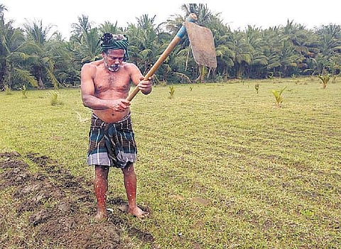 அழிந்துவரும் விவசாய கருவிகளில் நிலைத்து நிற்கும் மண்வெட்டி﻿