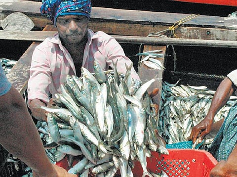 தமிழகம், புதுச்சேரிக்கு விற்பனைக்கு வரும் கேரள மீன்களில் ரசாயனப் பொருட்கள்: இரு மாநில முதல்வர்கள் தலையிட வலியுறுத்தல்﻿﻿