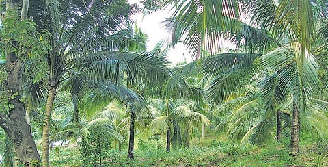 அந்தமான் விவசாயம் 14: வீட்டுத் தோட்ட வேளாண் காடு﻿
