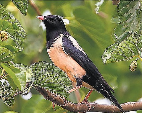 தமிழகத்திலிருந்து இலங்கைக்கு﻿ கூட்டமாக வலசை செல்லும் சூறைக்குருவிகள்﻿:  அறிவோம் அறிவிப்போம் சூழலியல் ஆய்வில் தகவல்﻿