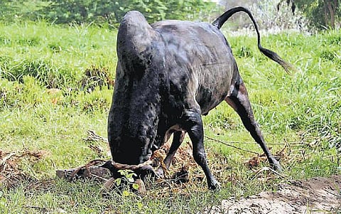 ஆண்டிபட்டி பகுதியில் தடையை மீறி ஜல்லிக்கட்டு நடத்த திட்டம்﻿: காளைகளுக்கு தீவிர பயிற்சி﻿