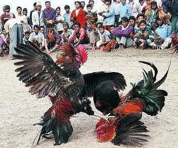 ஆந்திராவில் களைகட்டும் சேவல் சண்டை: ரூ.50 கோடிக்கு பந்தயம் நடக்கலாம் என எதிர்பார்ப்பு