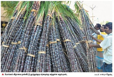 பொங்கலுக்கு கரும்பு வாங்க வியாபாரிகள் தயக்கம்﻿: பணத் தட்டுப்பாடால் விற்பனையும் மந்தம்﻿