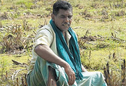 தடுமாறி நிற்கும் தஞ்சை பூமி﻿: விவசாயிகள் வாழ்வை புரட்டிப்போட்ட வரலாறு காணாத வறட்சி﻿