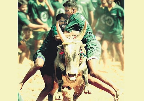 ஜல்லிக்கட்டு: நீங்காத மனச்சித்திரங்கள்