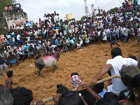புதுக்கோட்டை ஜல்லிக்கட்டில் 2 இளைஞர்கள் பலிபுதுக்கோட்டை மாவட்டம் ராப்பூசலில்﻿ ஜல்லிக்கட்டில் 2 இளைஞர்கள் பலி﻿