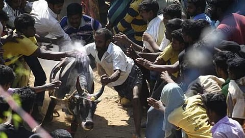 திருச்சி ஜல்லிக்கட்டில் 7 பேர் காயம்
