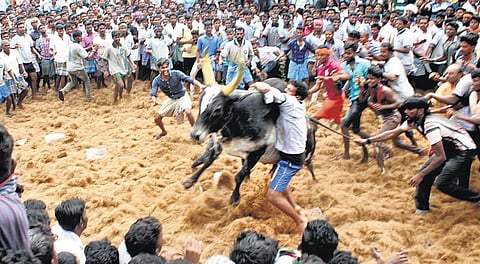 மக்கள் விரும்பும் நாளில் ஜல்லிக்கட்டு நடத்தப்படும்﻿: முதல்வர் ஓ.பன்னீர்செல்வம் அறிவிப்பு﻿ - அலங்காநல்லூரில் தொடரும் போராட்டம்