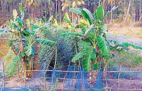 அந்தமான் விவசாயம் 18: அங்கக வேளாண்மை - அறிவியல் சொல்லும் உண்மைகள்
