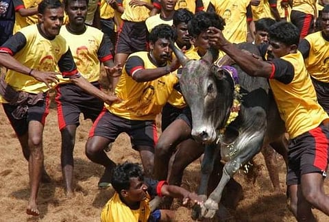 தமிழக அரசின் புதிய ஜல்லிக்கட்டு சட்டத்துக்கு தடை விதிக்க உச்ச நீதிமன்றம் மறுப்பு