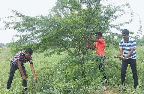முடிச்சூர் கிராம பகுதியில்﻿ கருவேல மரங்களை அழிக்க களம் இறங்கிய இளைஞர் அமைப்பு