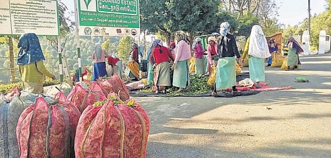 அமைதியாகக் காணப்படும் கோடநாடு எஸ்டேட்﻿
