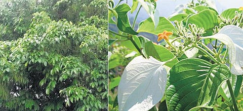 அந்தமான் விவசாயம் 21: நிரந்தர வருமானம் தரும் பண்ணையம்