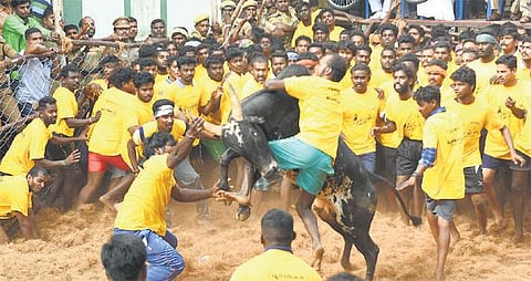 ஜல்லிக்கட்டு சட்டத்துக்கு எதிராக வழக்கு: பீட்டா அமைப்பு தீவிர ஆலோசனை