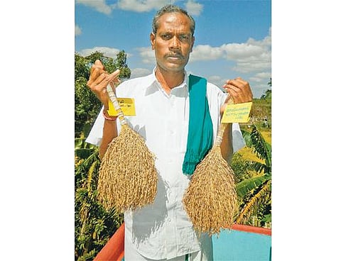 169 பாரம்பரிய நெல் ரகங்களை மீட்ட﻿ சாதனை மனிதர் ‘நெல்’ ஜெயராமன் புற்றுநோயால் அவதிப்படும் பரிதாபம்﻿