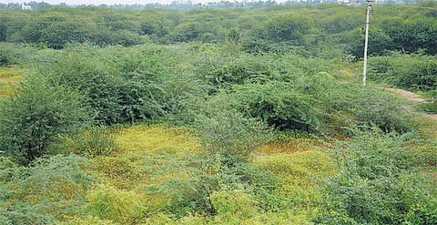 சீமை கருவேல மரங்களை அகற்ற சிறப்புச் சட்டம் நிறைவேற்ற அரசுக்கு உயர் நீதிமன்றம் உத்தரவு