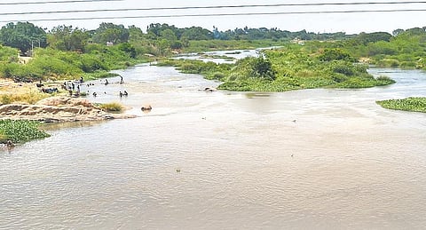 பெப்சி, கோக் குளிர்பான நிறுவனங்கள்﻿ தாமிரபரணி ஆற்றில் நீர் எடுக்க தடை இல்லை﻿: உயர் நீதிமன்றத்தில் தாக்கலான பொதுநல மனுக்கள் தள்ளுபடி﻿