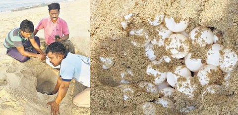தனுஷ்கோடி கடற்கரையில்﻿ 1,021 ஆமை முட்டைகள் சேகரிப்பு﻿: வனத்துறையினர் நடவடிக்கை﻿