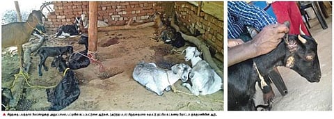 பகல் நேரத்திலேயே ஆடுகளை தூக்கிச் செல்லும் சிறுத்தைகள்﻿: பரிதவிக்கும் அய்யம்பதி பழங்குடி மக்கள்﻿