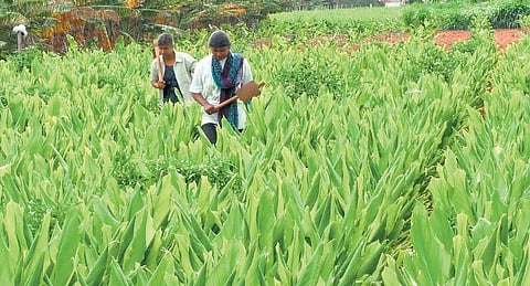 உழைக்கும் மகளிர் நாள் சிறப்புக் கட்டுரை: வேளாண்மை வேள்வியில் அபூர்வ சகோதரிகள்﻿